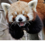 Please save the animals