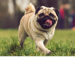 Psycho pugs