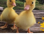 Hi me group is You home