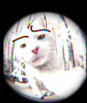 ’pawslur シ
