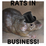 Rats in business