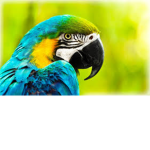Rainforest_gymnastics ###