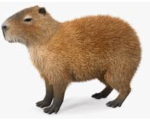 CAPIVARA_OFICIL