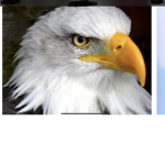 Eagles Nest Restaurant!