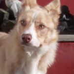 Tommy The Border Collie Club