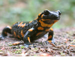 Salamanders lol