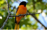 Migratory Birds