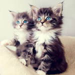 The Kitten Gamer's