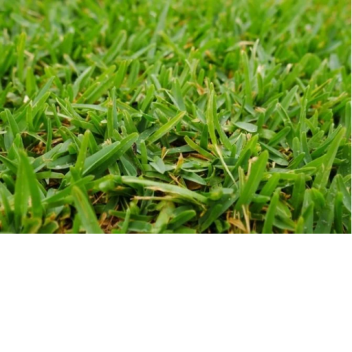 Watch Grass Grow Simulator