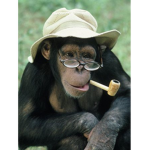 MONKE SO COOL