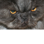 CATS IS AMAZING!!!!!!!!!!