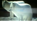 The artic fox cult.