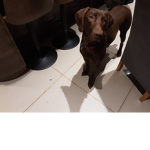 Molly puppy dog