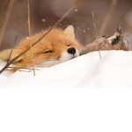 My lovely foxes <3