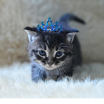 Fancy Cat