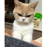 Cat chat <3