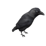 Western Jackdaw on head