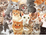 ~Kitty Cat Fan Group~
