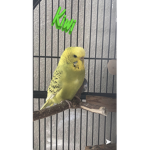 Kiwii/Snowy