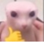 Nestral