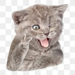 Bhhuhihk