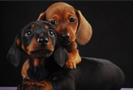 Dachshund Group! With the dog hanna