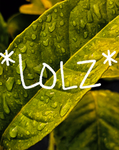 Looolzzz gang