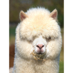 Alpaca Fans!