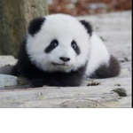 Avas aesthetic pandas