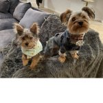 Lulu and tucker the dogs