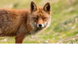 Fox Land
