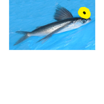 Godly group of Fish