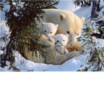 The Cubby Family