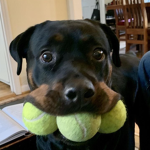 RottweiIer