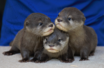 Cool otter group