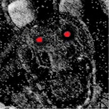Escape From The Ignited Animatronics[BETA]
