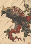 Old Eagle