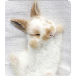 Simply bunny