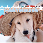 SunnyiMeadow
