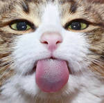 10622