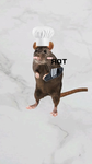 Koala2023