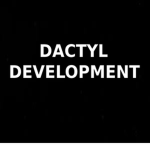 Dactyl Development