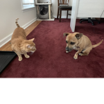 MEH HAVE DOGS