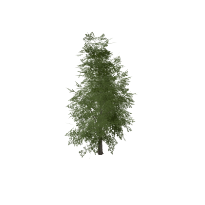Realistic Large Tree