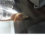 Tigger is my cat