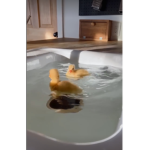 *~ CHEESY DUCKS ~*