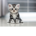 CAT’S UNITE