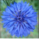 Cornflower studios