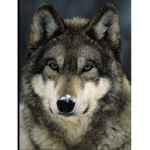 Savage Wolf Savage life