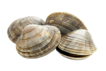 Clam Juice Gangsters